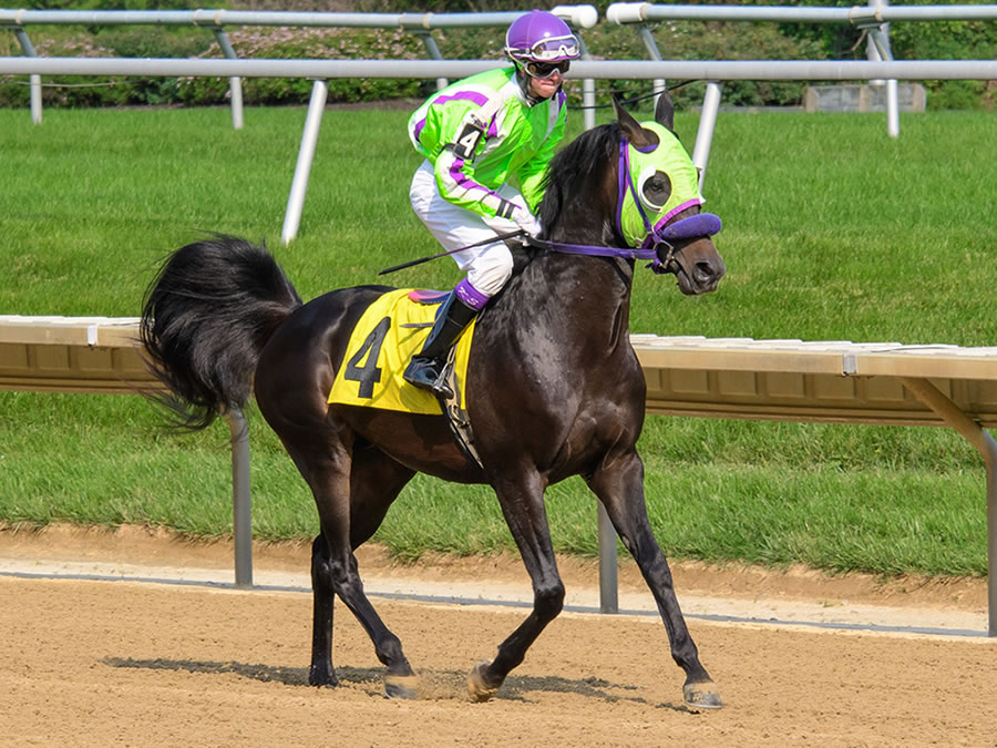 Jimdandy Tothe Reshessq, bred by Cre Run